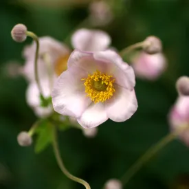 Anemone huphensis - 'Splendens' 1.5L